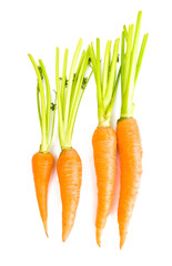 Carrot vegetable with leaves