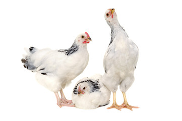 Chickens on white background