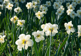 Fototapeta premium narcissus fowers