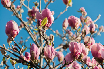 ping magnolia tree blossoms