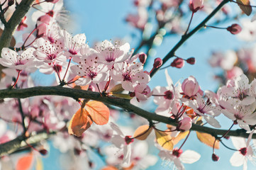 blooming cherry tree
