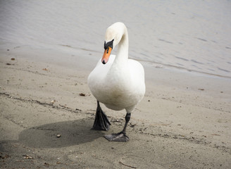 Swan on the beach