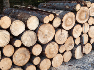 heap of firewood in a misty forest