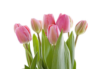 Pink Dutch tulips in closeup