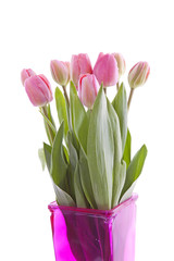 Pink Dutch tulips in vase