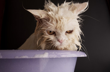 Cat having a bath