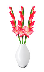 Beautiful red gladiolus in vase isolated on white background