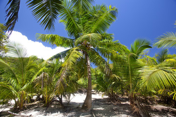 Obraz premium tropical landscape with palm trees