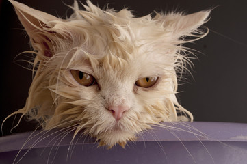Wet cat