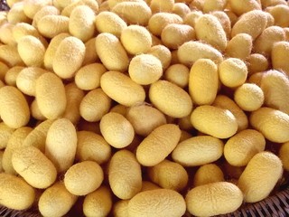Fototapeta na wymiar yellow silk worm eggs