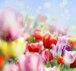 Photo sur Plexiglas Tulipe tulpen lichter abstrakt