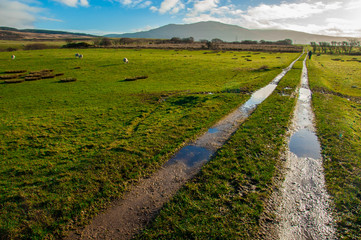 Muddy path crossing green sheep pastures in a Scottish farm
