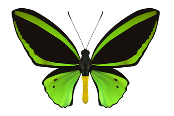 Butterfly isolated on white. Vector Illustration