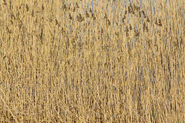 Bulrush background