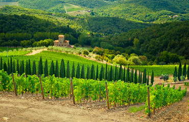 Fototapeta na wymiar Nice vineyard in Tuscany, Italy
