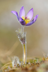 Pasque flower blossom in early spring