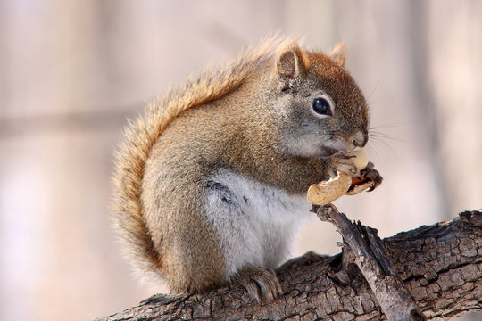 American red squirrel on bare branch eating a peanut