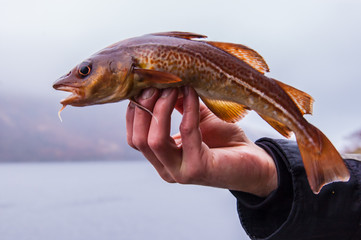 Freshly caught cod on angler's hand with Scottish loch in the ba