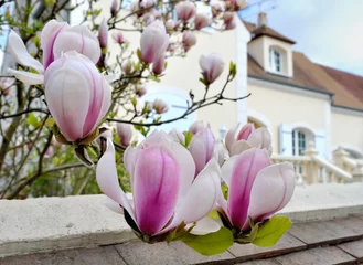 Crédence de cuisine en verre imprimé Magnolia fleurs de magnolia devant maison de ville