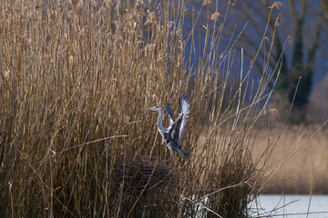 Gray heron