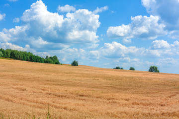 Fototapeta na wymiar Golden field of a rye with the blue sky