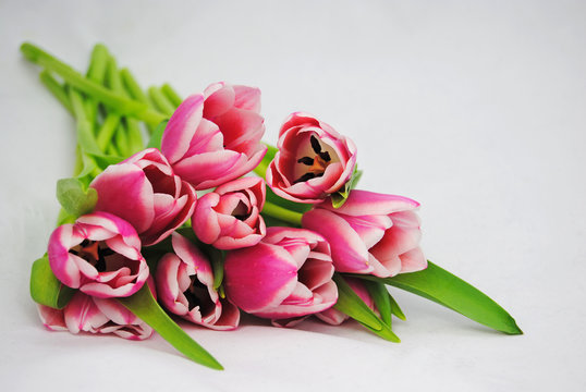 Mooie roze tulpen in de lente