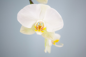 Fototapeta na wymiar White orchid in full bloom