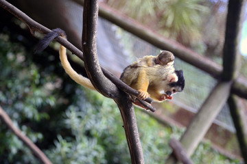 Obraz premium Black-capped Squirrel Monkey with Baby