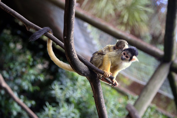 Black-capped Squirrel Monkey with Baby