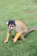 Black-capped Squirrel Monkey