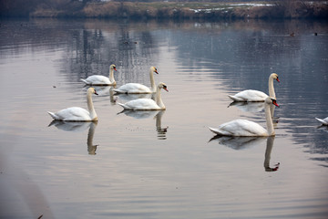 Naklejka na ściany i meble Beautiful white swans floating on the water
