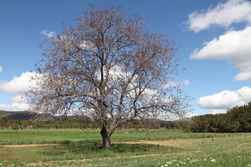 Spring landscape, Gudar mountains, Teruel, Spain