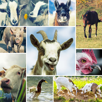 Tiercollage