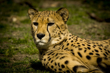 Gepard