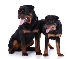 Rottweiler dog