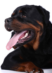 Obraz premium Rottweiler dog