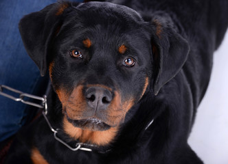 Rottweiler dog