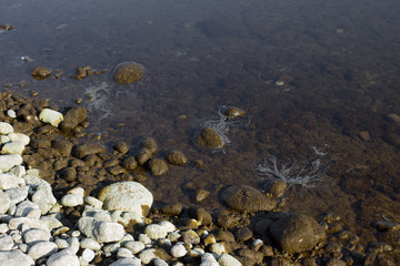 Sea grass II.