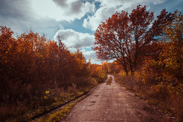 Pathway in the autumn forest