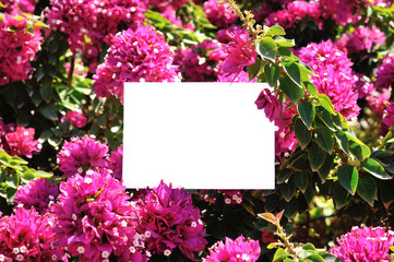 greeting card on a background of beautiful flowers