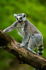 Katta (Lemur catta)