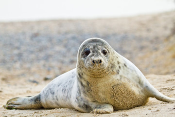 Junge Kegelrobbe (Halichoerus grypus)