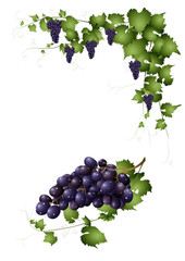 Weintrauben und Weinranken