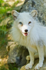 Naklejka premium Polarfuchs oder Eisfuchs (Alopex lagopus)