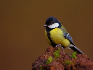 Fototapeta premium Great tit (Parus major) sitting on the branch