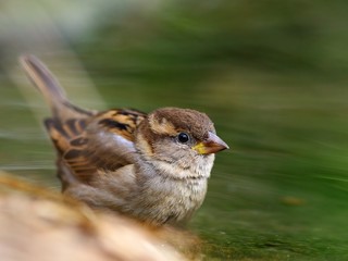 Sparrow bird in the water
