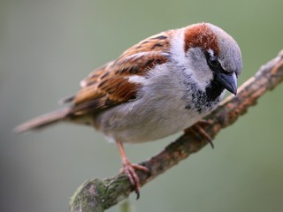 Sparrow bird on the branch