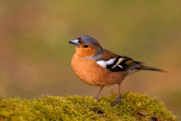 Common Chaffinch (Fringilla coelebs)