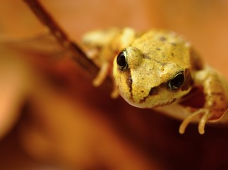 Closeup of frog in its natural environment