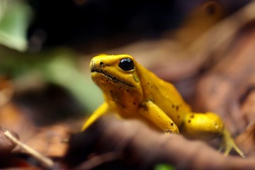 Closeup of poisonous yellow frog in its natural environment
